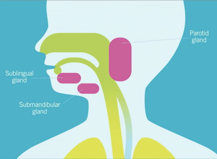 illustration of the inside of someone's nose, throat and airway. Salivary glands are highlighted in pink