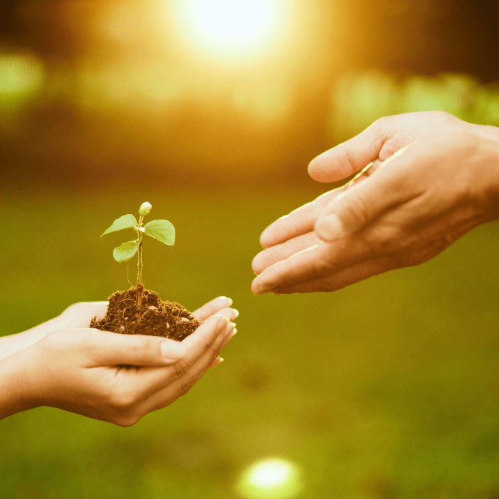 An image of hands, one holding a blossom and passing to the other