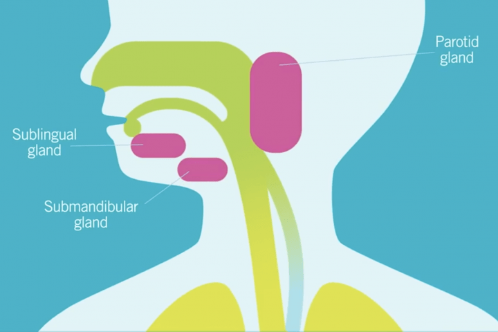 illustration of the inside of someone's nose, throat and airway. Salivary glands are highlighted in pink