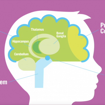 Profile image of a child's head showing an illustration of the brain