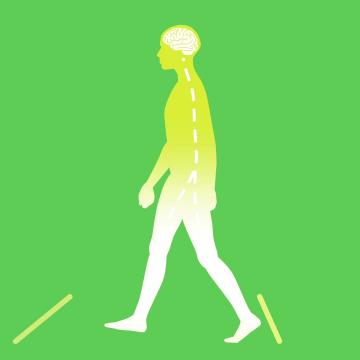 An illustration of a person walking across the screen. The person's brain and spinal cord can be seen under their skin.