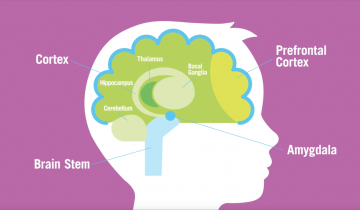 Profile image of a child's head showing an illustration of the brain