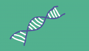 Drawing of DNA