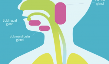 illustration of the inside of someone's nose, throat and airway. Salivary glands are highlighted in pink