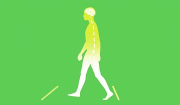 An illustration of a person walking across the screen. The person's brain and spinal cord can be seen under their skin.